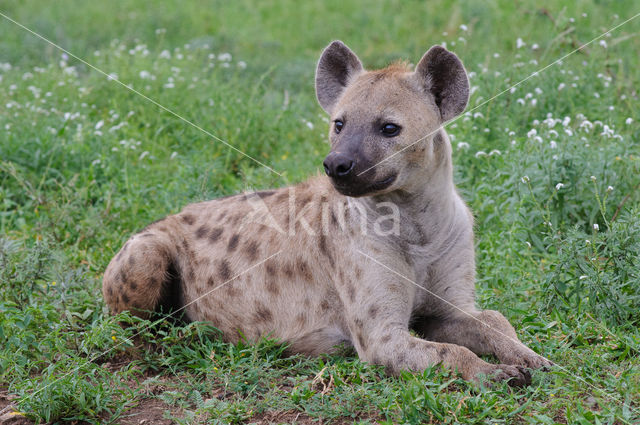 Gevlekte hyena (Crocuta crocuta)