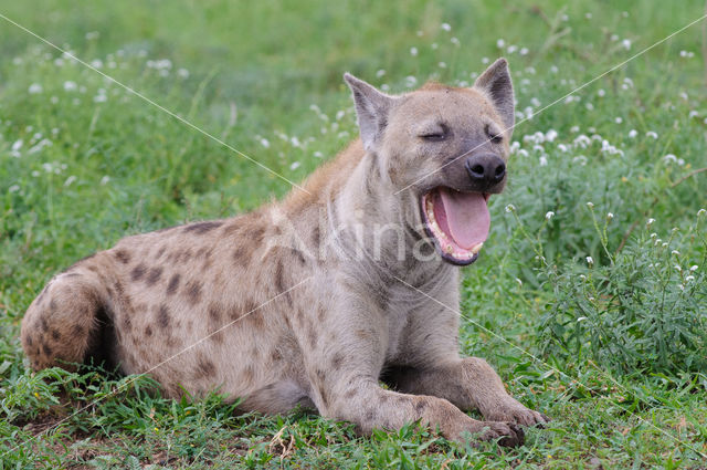 Spotted hyena (Crocuta crocuta)