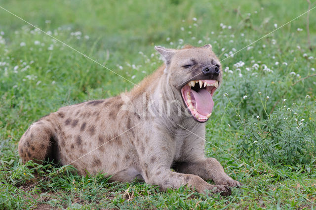 Gevlekte hyena (Crocuta crocuta)