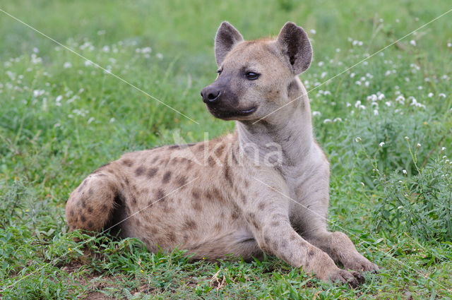 Gevlekte hyena (Crocuta crocuta)