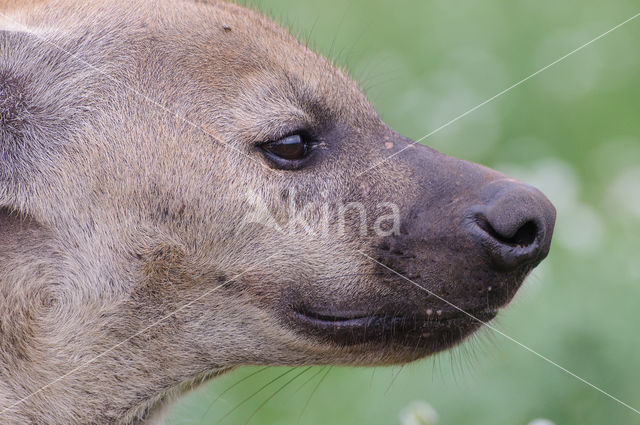 Gevlekte hyena (Crocuta crocuta)