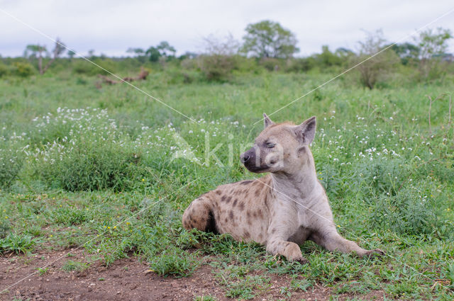 Gevlekte hyena (Crocuta crocuta)