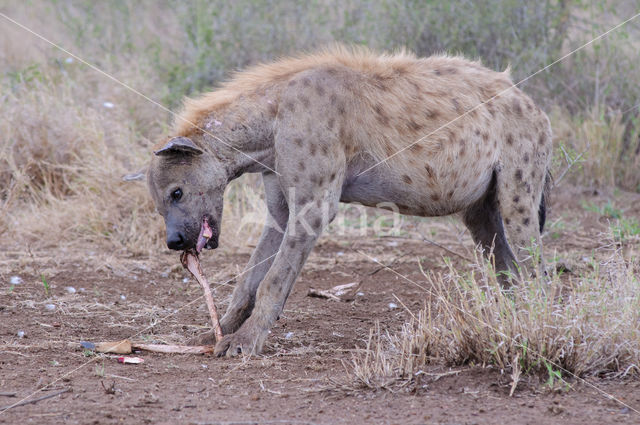 Gevlekte hyena (Crocuta crocuta)