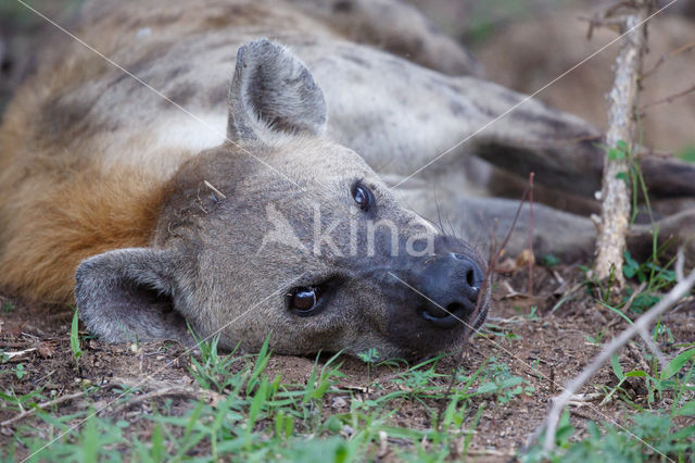 Spotted hyena (Crocuta crocuta)