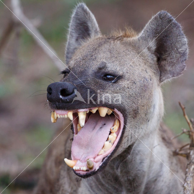 Gevlekte hyena (Crocuta crocuta)