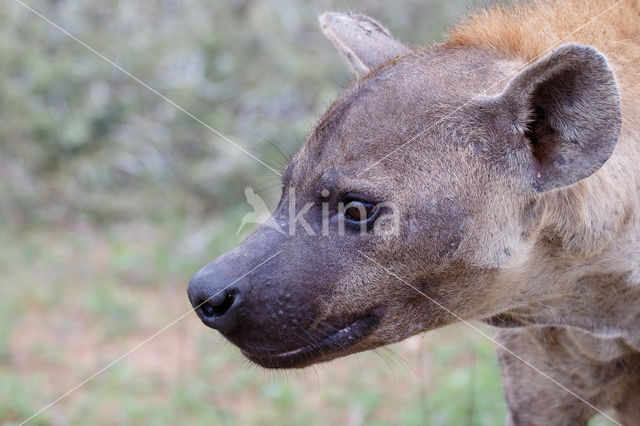 Spotted hyena (Crocuta crocuta)