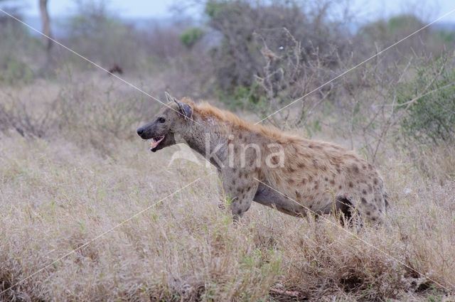 Spotted hyena (Crocuta crocuta)