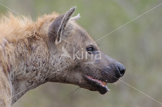 Spotted hyena (Crocuta crocuta)