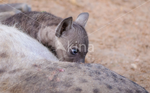 Spotted hyena (Crocuta crocuta)