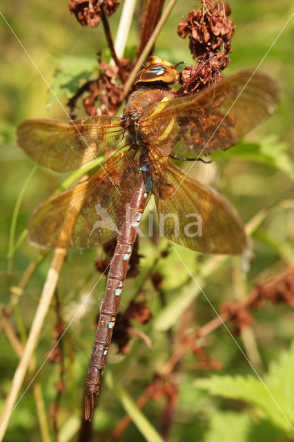 Bruine glazenmaker (Aeshna grandis)