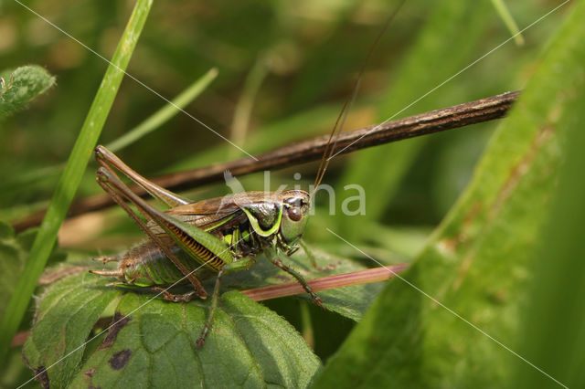 Roesel's Bush-cricket (Metrioptera roeselii)