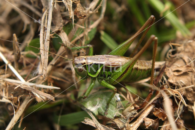 Roesel's Bush-cricket (Metrioptera roeselii)