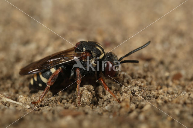 Schorviltbij (Epeolus tarsalis)