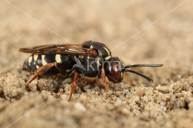 Schorviltbij (Epeolus tarsalis)