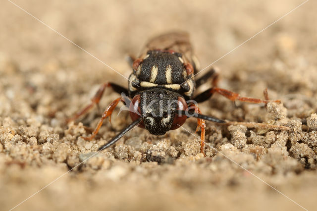 Schorviltbij (Epeolus tarsalis)