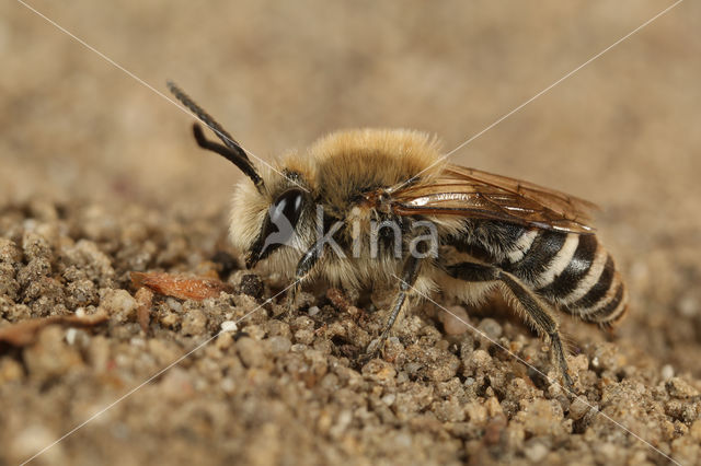 Plasterer Bee (Colletes halophilus)