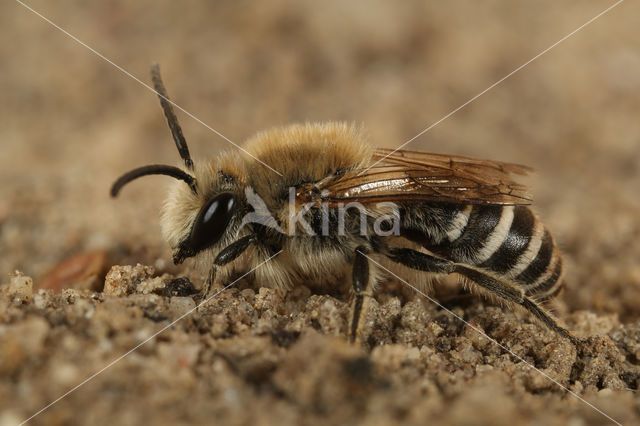 Schorzijdebij (Colletes halophilus)