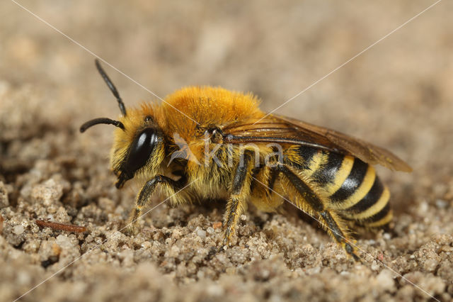 Plasterer Bee (Colletes halophilus)