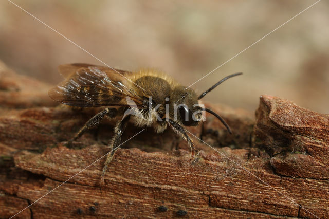 Kauwende metselbij (Osmia leaiana)