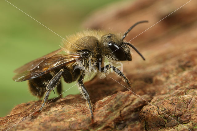 Kauwende metselbij (Osmia leaiana)