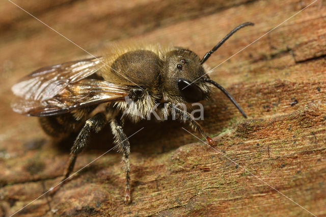 Kauwende metselbij (Osmia leaiana)