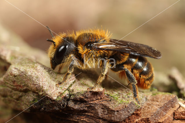 Kauwende metselbij (Osmia leaiana)