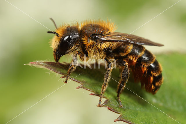 Osmia leaiana