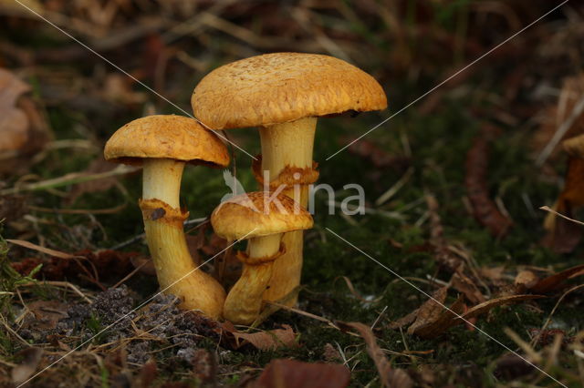 Giant Flame Cap (Gymnopilus junonius)