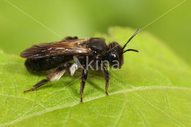 Andrena pilipes