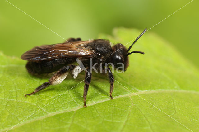 Koolzwarte zandbij (Andrena pilipes)