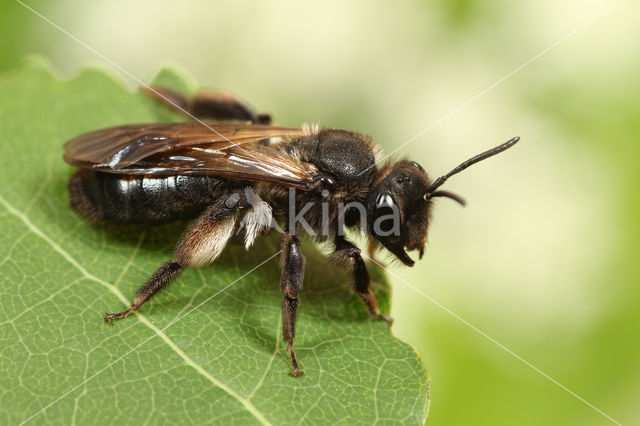 Andrena pilipes