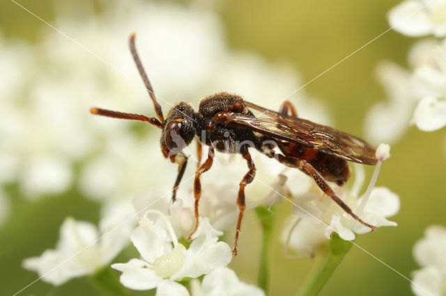 Geeltipje (Nomada sheppardana)