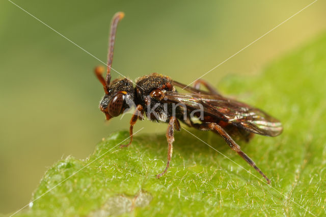 Charmouth Wasp-bee (Nomada sheppardana)