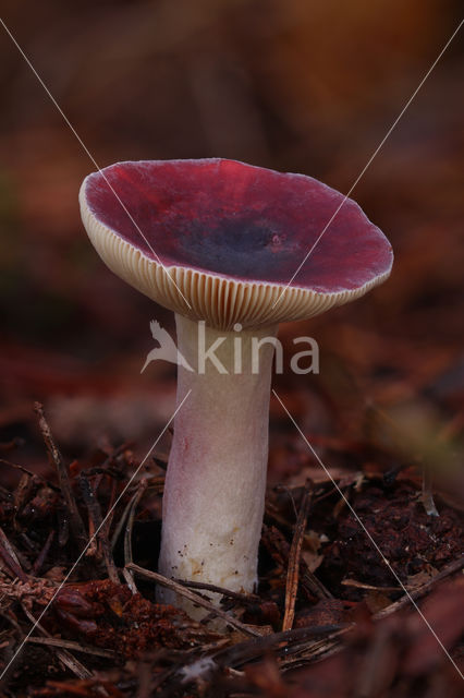 Duivelsbroodrussula (Russula sardonia)