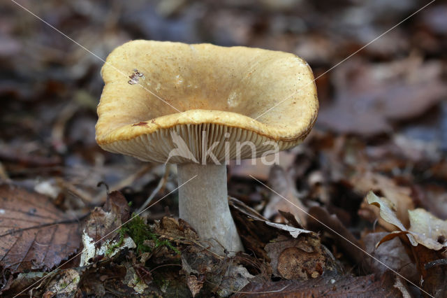 Geelwitte russula (Russula ochroleuca)