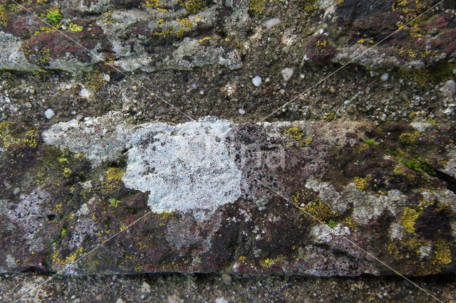 rim lichen (Lecanora campestris)