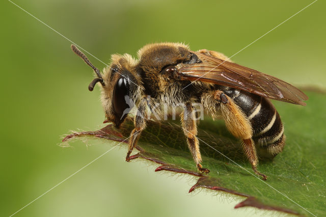 Geelstaartklaverzandbij (Andrena wilkella)