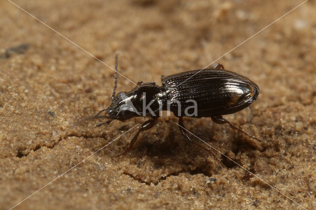 Bembidion lunulatum