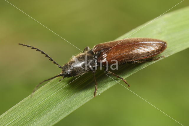 Hemicrepidius niger var. scrutator