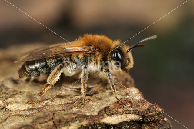 Andrena mitis