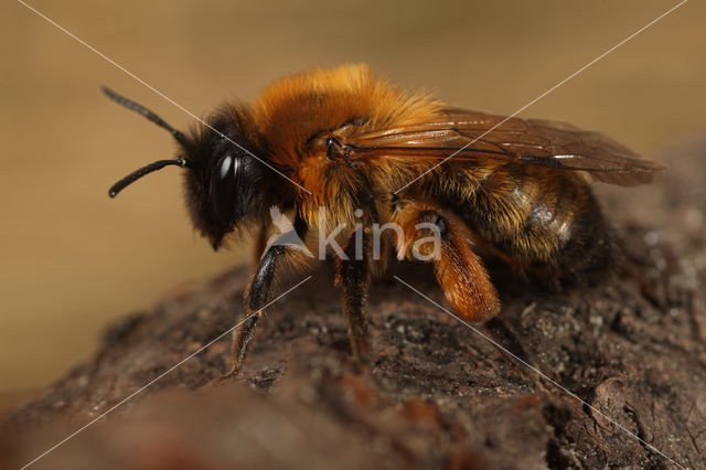 Zwartbronzen zandbij (Andrena nigroaenea)