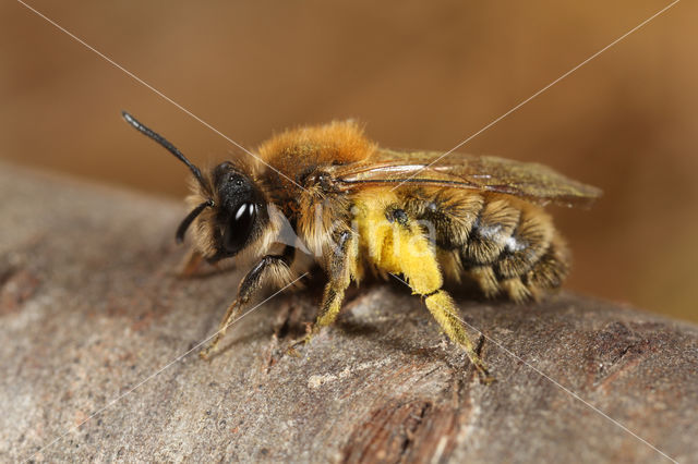 Vroege zandbij (Andrena praecox)