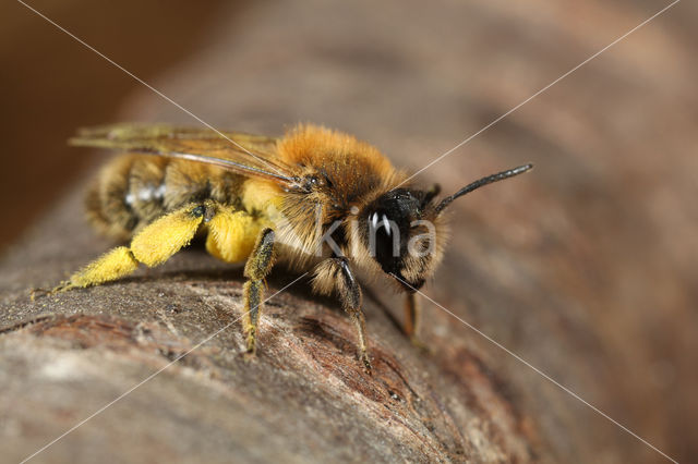 Vroege zandbij (Andrena praecox)