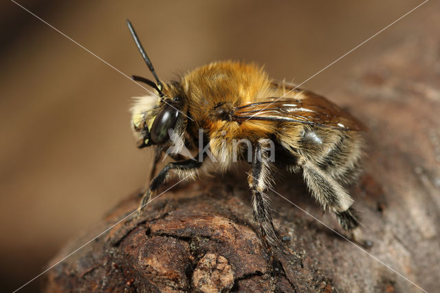 Gewone sachembij (Anthophora plumipes)