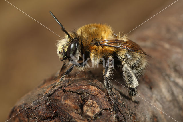 Gewone sachembij (Anthophora plumipes)