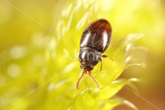 Atomaria testacea