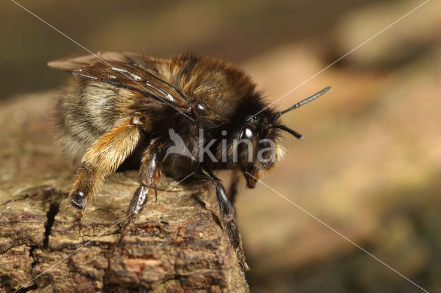 Gewone sachembij (Anthophora plumipes)