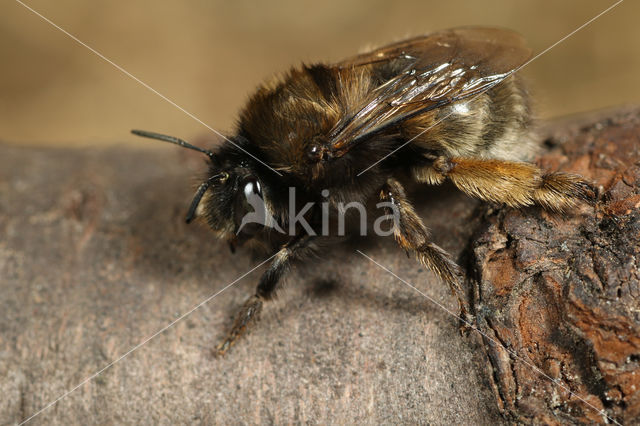 Gewone sachembij (Anthophora plumipes)