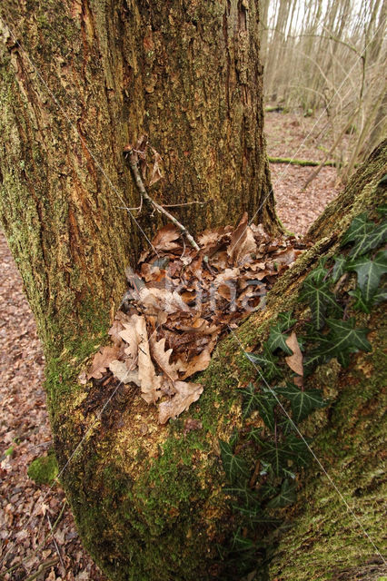 Common Oak