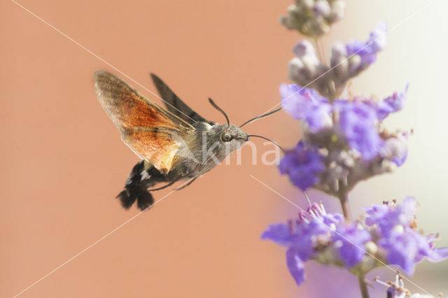 Kolibrievlinder (Macroglossum stellatarum)